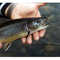 Портфолио boxwoodgulch