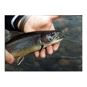 boxwoodgulch: Brookies